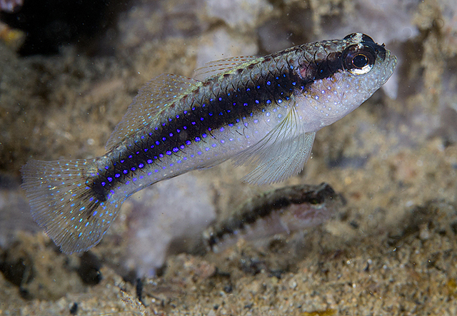  Asterropteryx striata (Striped Goby)